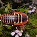 Polyzosteria pulchra - Photo (c) Jean Hort,  זכויות יוצרים חלקיות (CC BY-NC), הועלה על ידי Jean Hort