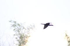 Nannopterum brasilianum