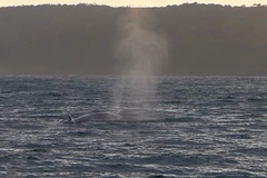 Balaenoptera borealis