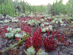 Crassula aquatica