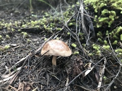 Fistulinella viscida