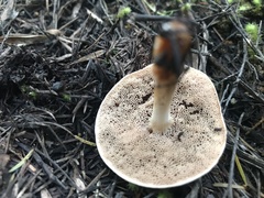 Fistulinella viscida