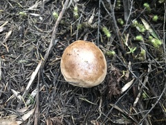 Fistulinella viscida