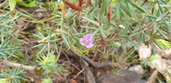 Thysanotus patersonii