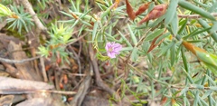 Thysanotus patersonii
