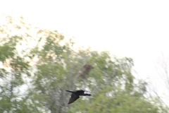 Nannopterum brasilianum