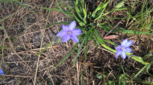 Aristea pusilla, photograph 2