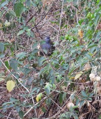 Amaurornis moluccana