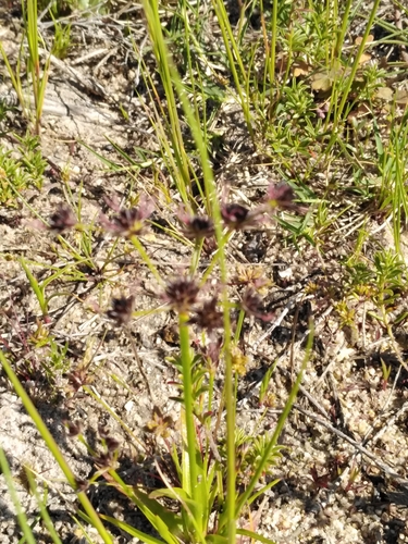 Image of Juncus cephalotes by no rights reserved