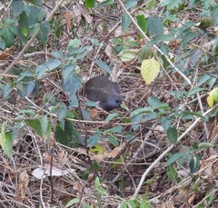 Amaurornis moluccana