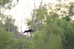 Nannopterum brasilianum