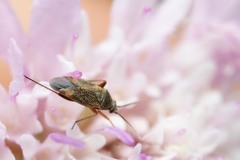 Lepidargyrus ancorifer