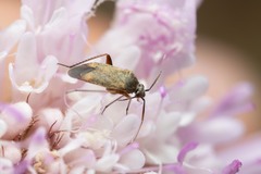 Lepidargyrus ancorifer