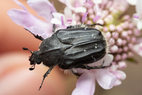 Scarabeo peloso mediterraneo