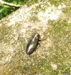 Chrysobothris dorsata