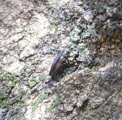 Chrysobothris dorsata