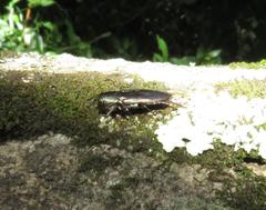 Chrysobothris dorsata