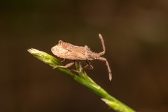 Coriomeris denticulatus