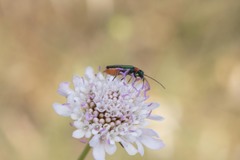 Anogcodes seladonius