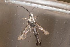 Chamaesphecia empiformis