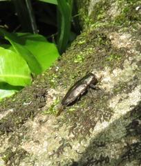 Chrysobothris dorsata