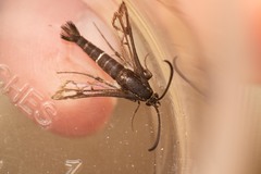 Chamaesphecia empiformis