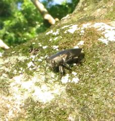 Chrysobothris dorsata