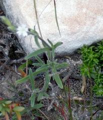 Silene aethiopica