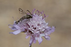Chamaesphecia empiformis