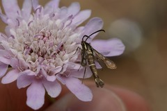 Chamaesphecia empiformis