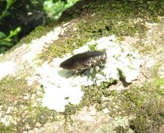 Chrysobothris dorsata