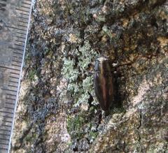 Chrysobothris dorsata