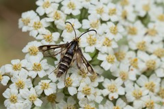 Chamaesphecia empiformis