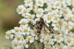 Chamaesphecia empiformis