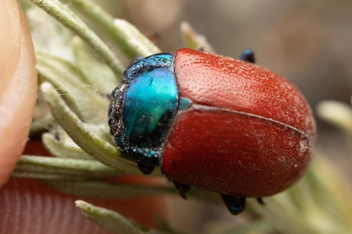 Chrysolina grossa