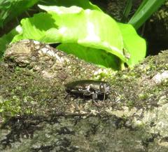 Chrysobothris dorsata