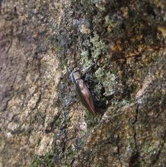 Chrysobothris dorsata