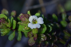 Euphrasia monroi