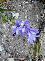 Babiana patula