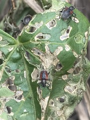 Neofidia humeralis