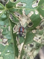 Neofidia humeralis