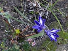 Babiana patula