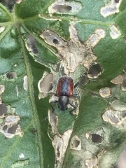 Neofidia humeralis