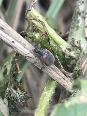 Neofidia humeralis