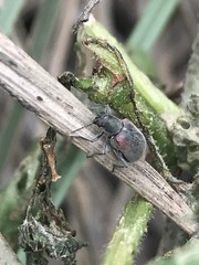 Neofidia humeralis