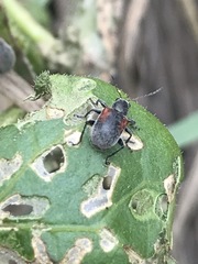 Neofidia humeralis