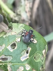 Neofidia humeralis