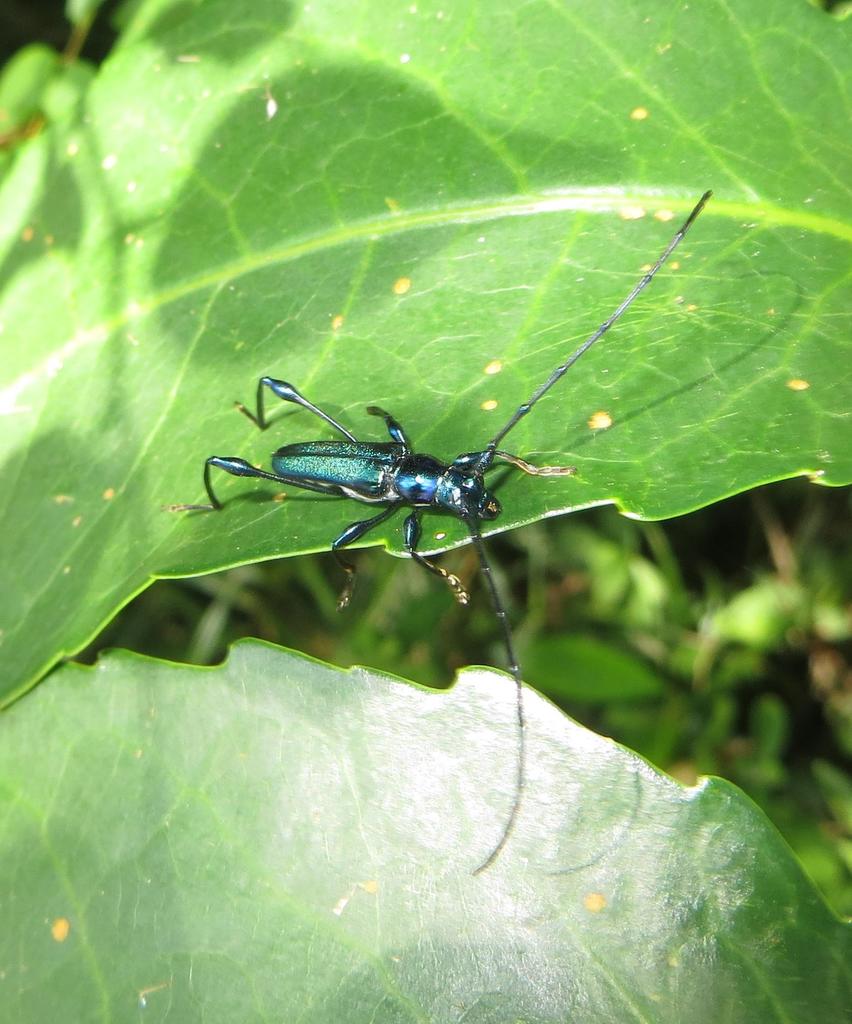 Promecidus