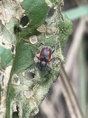 Neofidia humeralis
