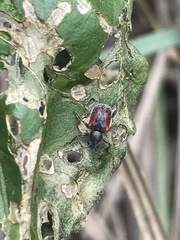 Neofidia humeralis